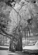 This magnificent Banyan is above the pagoda behind the Lodge at Ko`ele