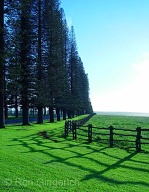 Late afternoon shadows at Ko`ele