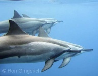 Two dolphin couples out for a morning stroll. Video at  <a href="http://www.youtube.com/watch?v=_Xu_vlwgw9w">http://www.youtube.com/watch?v=_Xu_vlwgw9w</a>