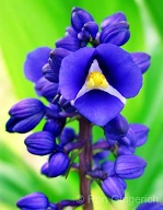 A well-known cafe in Lana`i City is named after this unique blossom