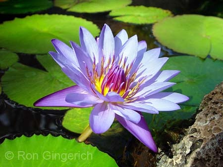 Blue Lotus