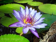 This beautiful Lotus can be seen in the Koi pond at the Four Seasons Resort Lana`i at Manele