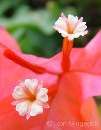 Bougainvillea #49