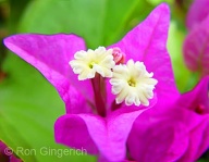 Although not often noticed, Bougainvillea does have tiny delicate flowers in the center of the brightly colored leaves