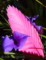 These Bromiliads can be seen around the Lodge at Ko'ele