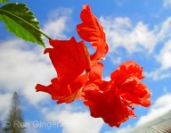 My home on Lana`i is blessed with this rare flower and the "King Kamehameha" butterflies that feed on it’s nectar