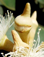 A close-up of the fragrant flower of Eucaluptus Robusto just before it opens