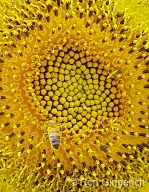 The Fibanacci pattern is vislble in the center of this Sunflower