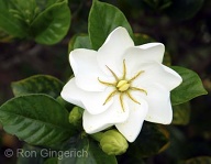An unusual and wonderfully fragrant gardenia
