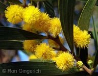 Prized for the unique beauty of the wood, Koa also has very beautiful flowers and leaves