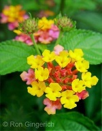 The clusters of tiny Lantana flowers appear as a single ball of color from a distance