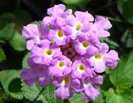 Lantana has many different colors