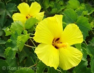 A very rare native Hawaiian Hibiscus found on Lana`i