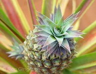 This small Pineapple is prized for it's beautiful coloration