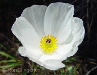 Pua Kala is a delicate endemic Hawaiian flower found on Lana'i