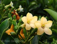 A wonderfully fragrant lei.  It you have ever worn one, you will remember this flower forever...